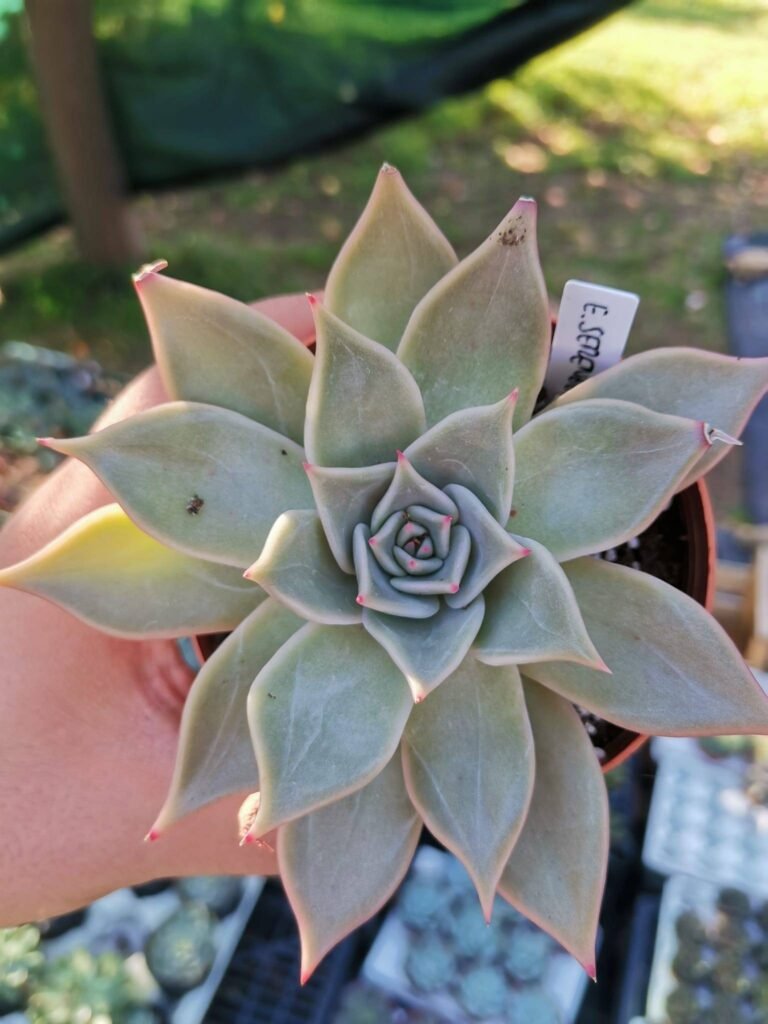 Echeveria Serengeti