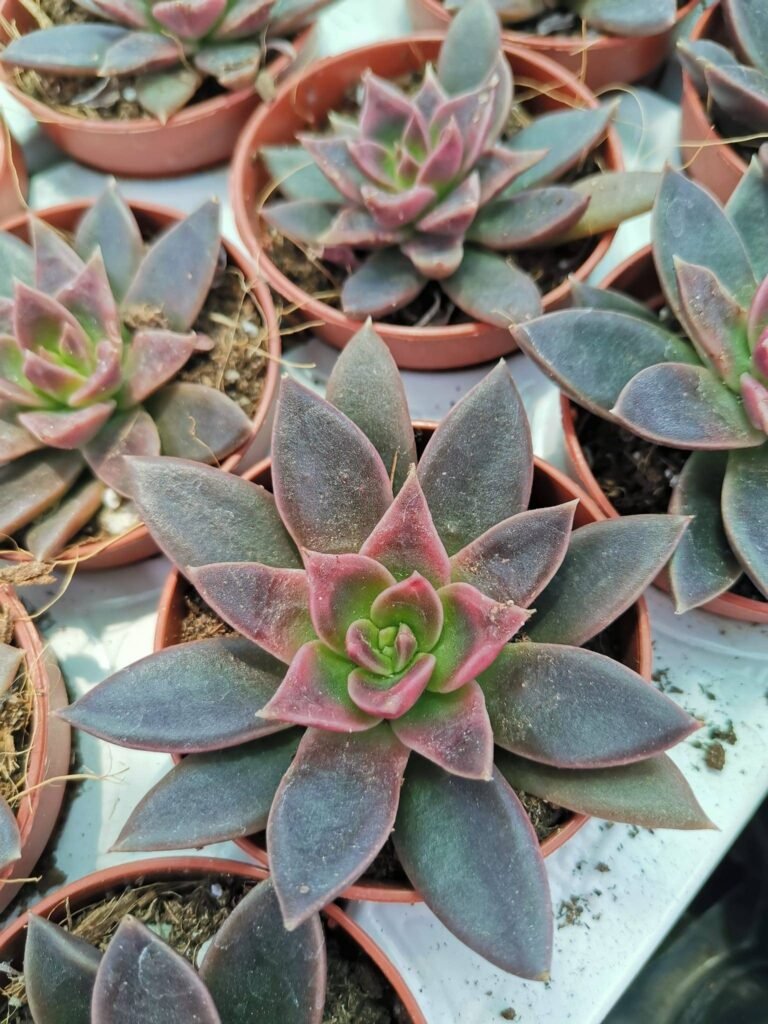 Echeveria Serrana
