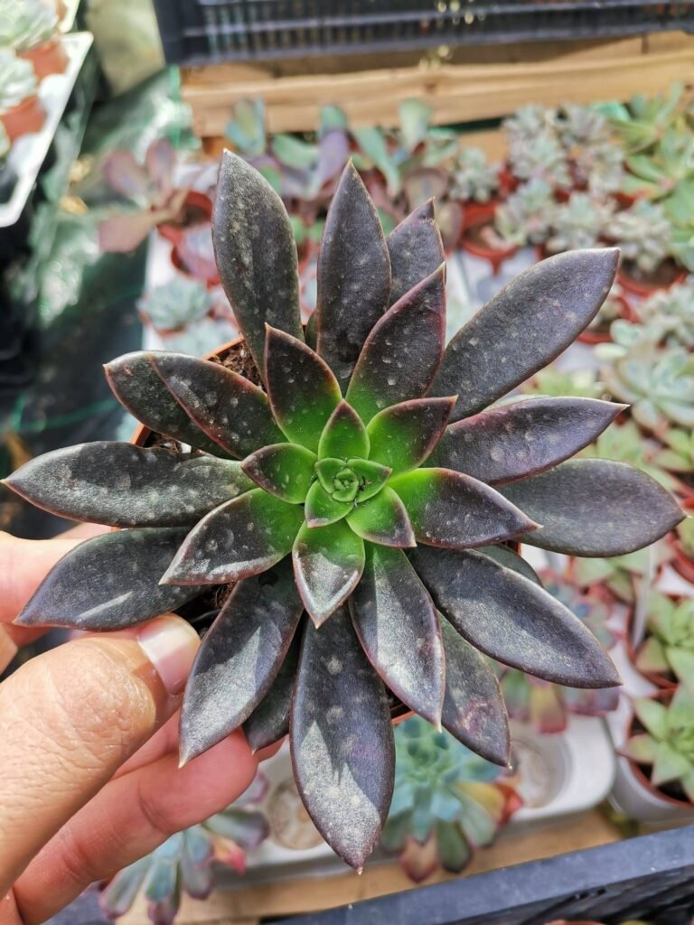 Echeveria Serrana