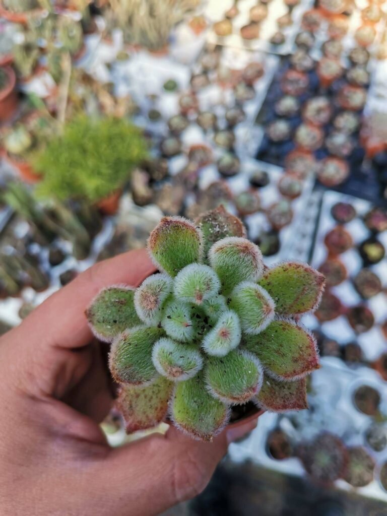Echeveria Setosa