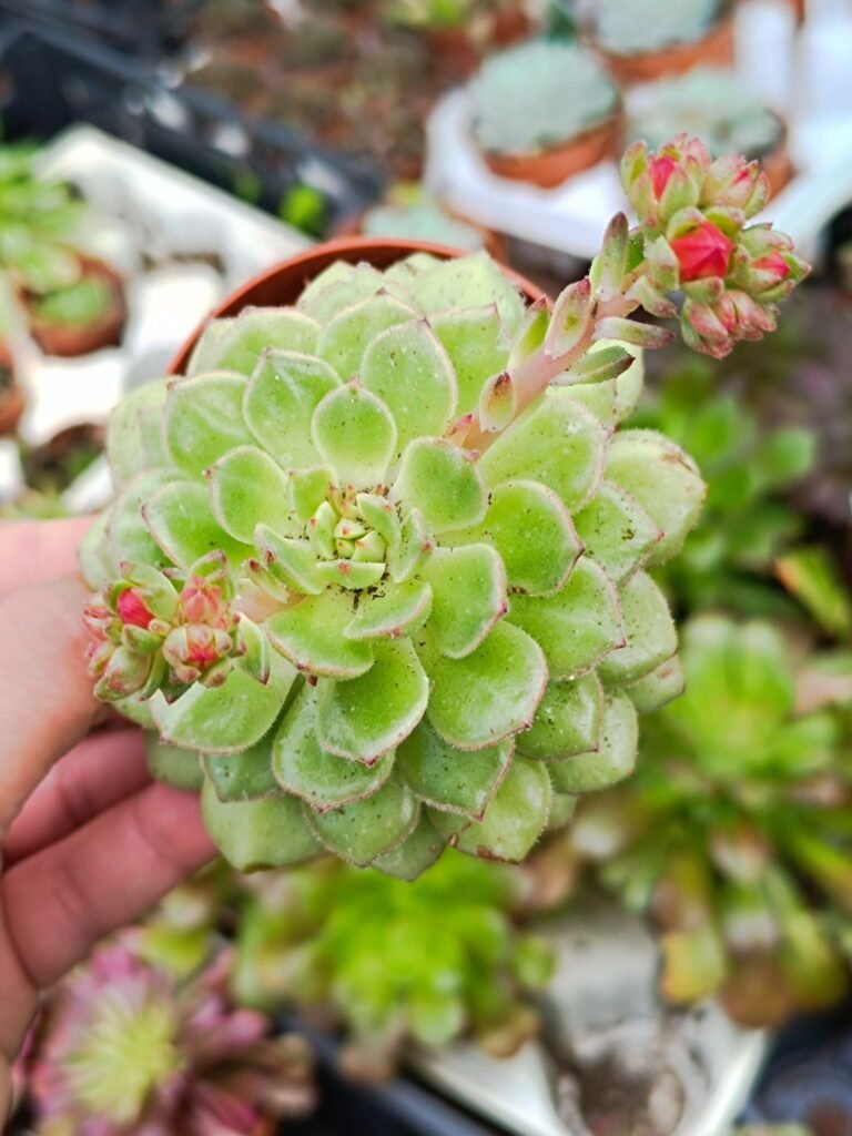 Echeveria Setosa