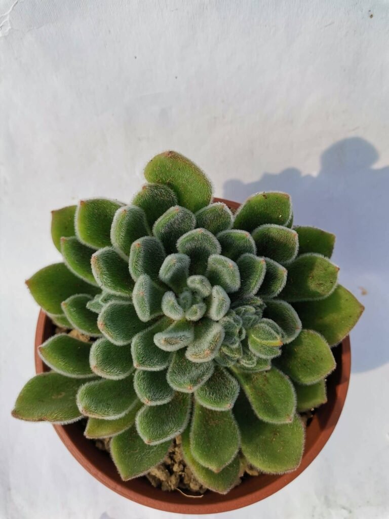 Echeveria Setosa Mexican Firecracker