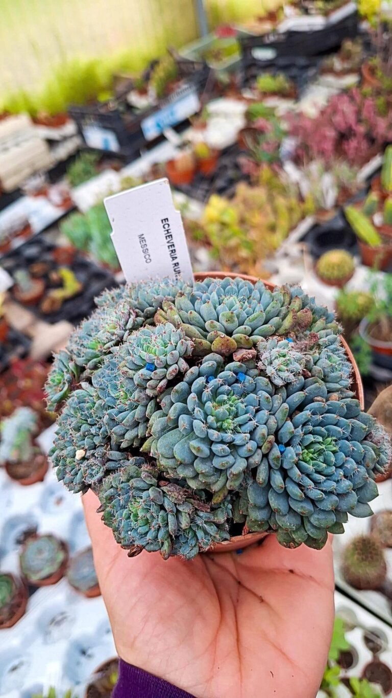 Echeveria Setosa v. deminuta Rundelli
