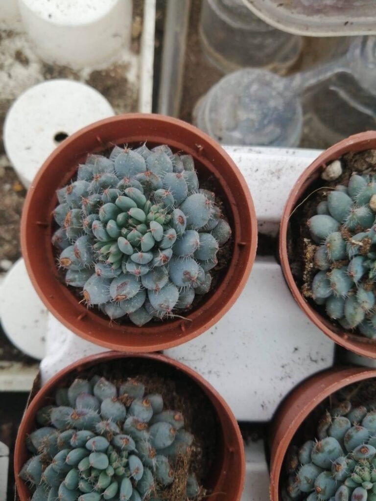 Echeveria Setosa v. deminuta Rundelli