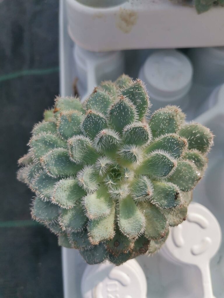 Echeveria Setosa v. deminuta Rundelli