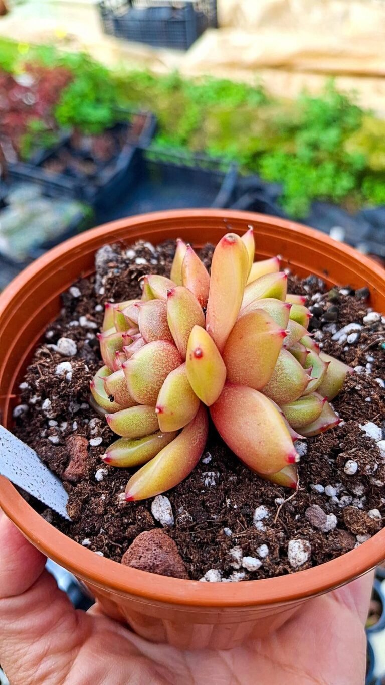 Echeveria shilo korean