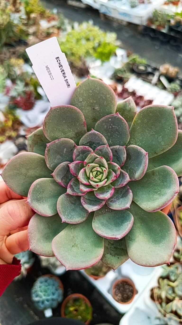 Echeveria shiri