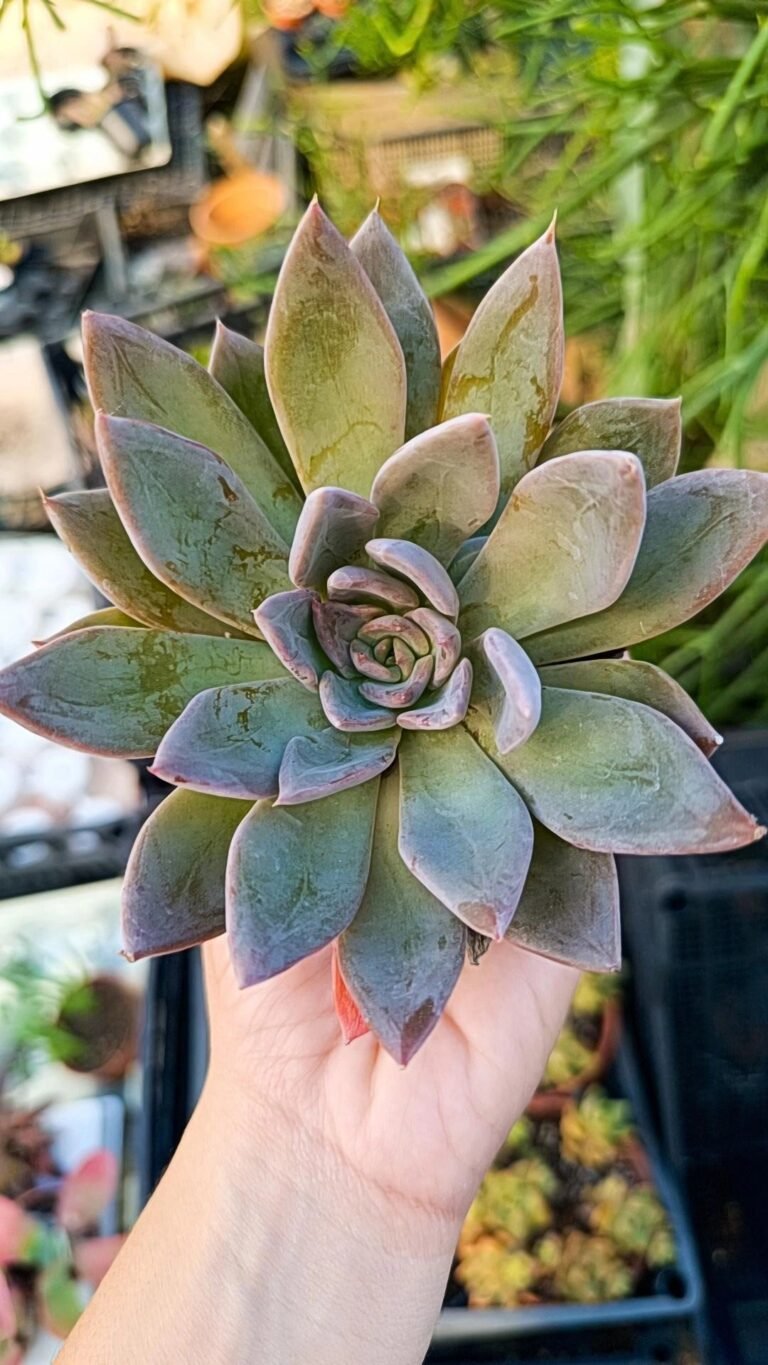 Echeveria Silver Queen
