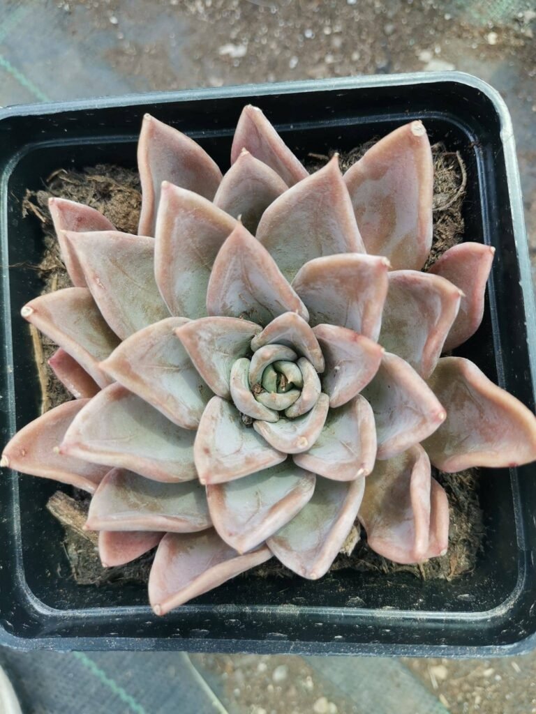 Echeveria Silver Queen