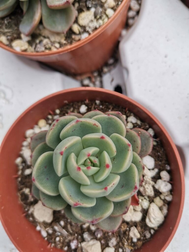 Echeveria Sitifukumiama