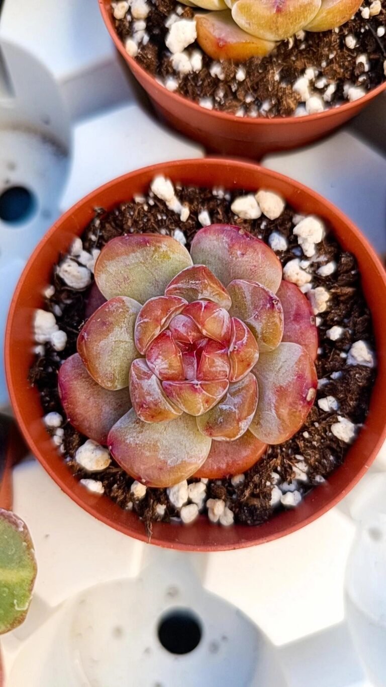 Echeveria snow tower korean