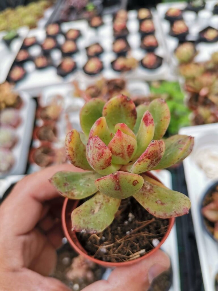 Echeveria sp