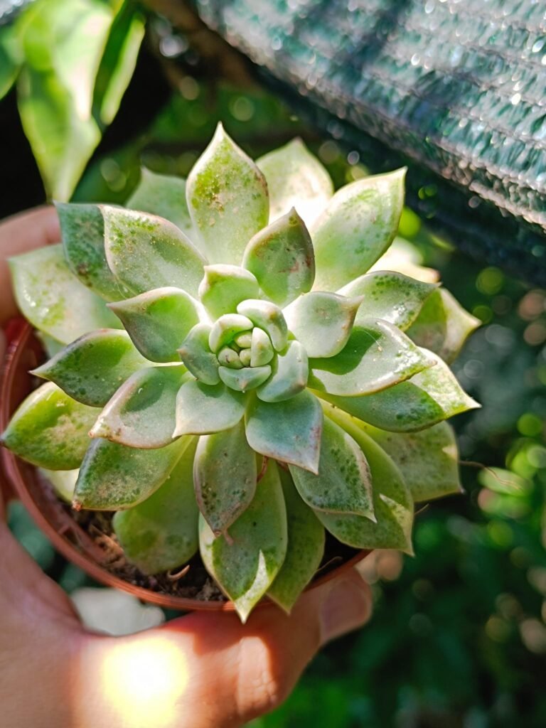 Echeveria Sp