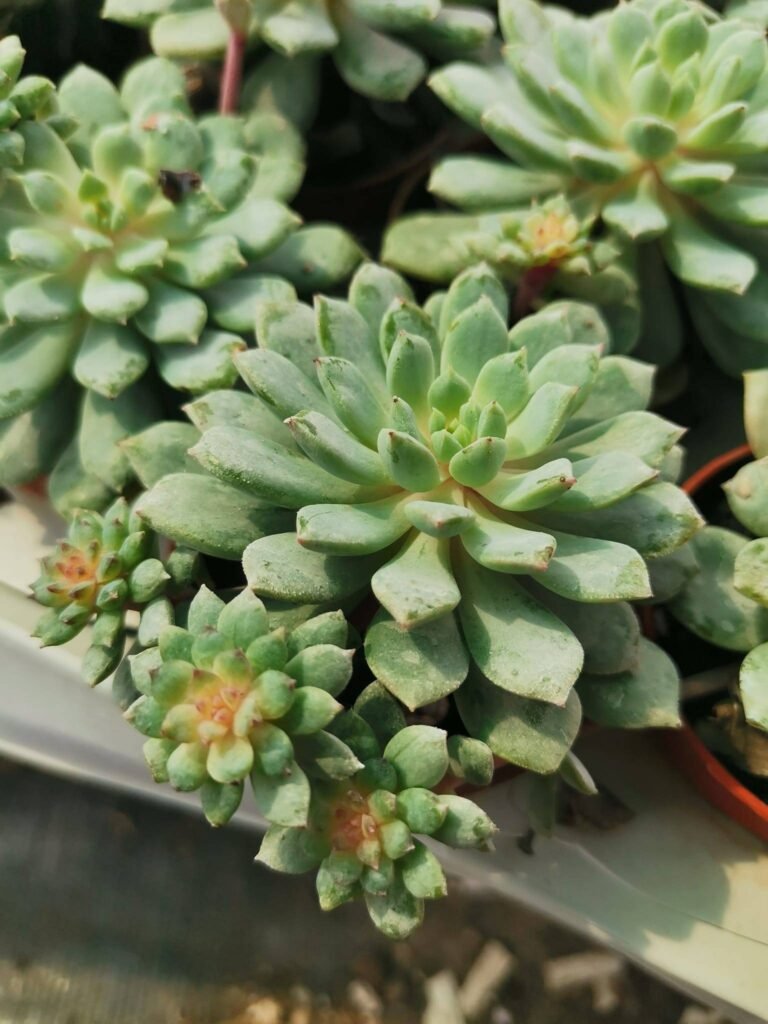 Echeveria Sp