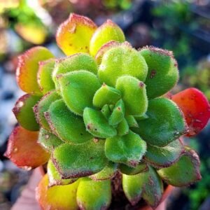 Echeveria SP