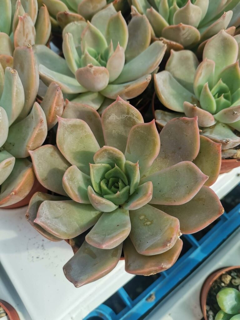 Echeveria sp