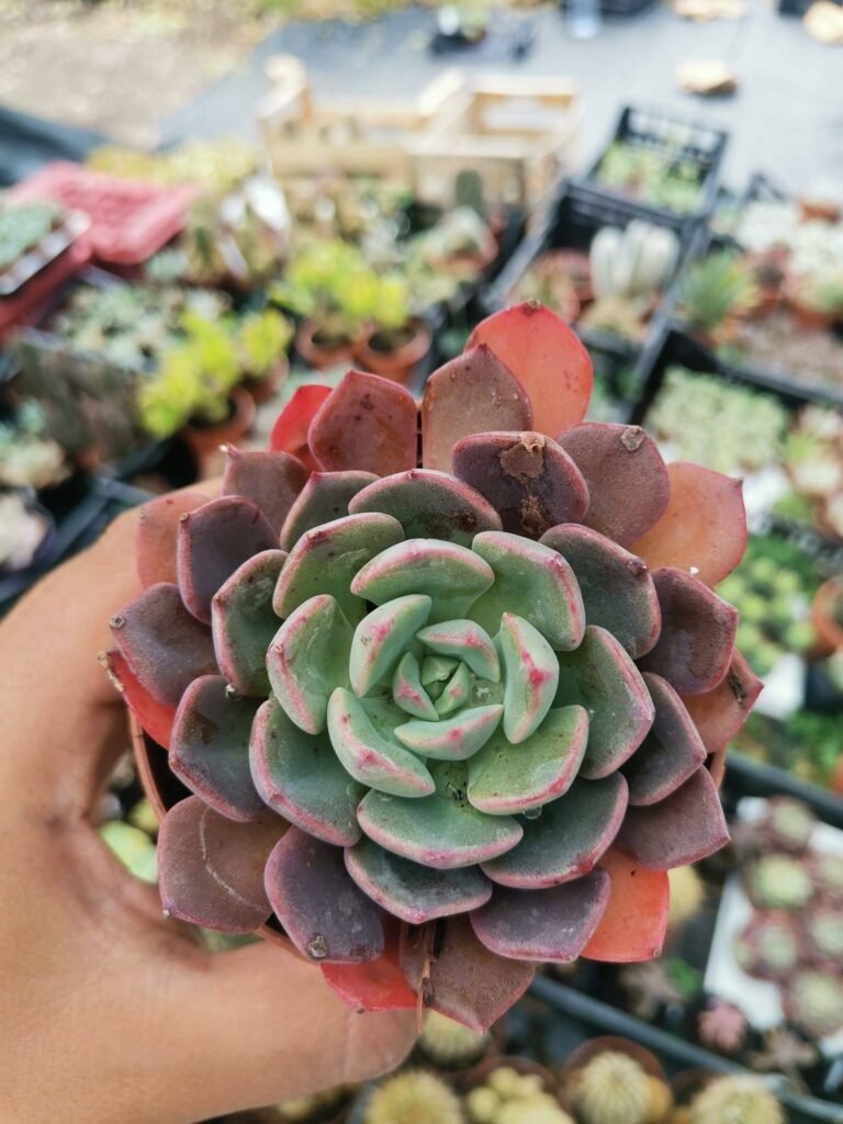 Echeveria sp