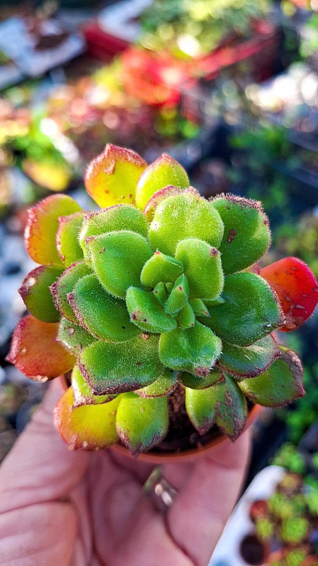Echeveria SP