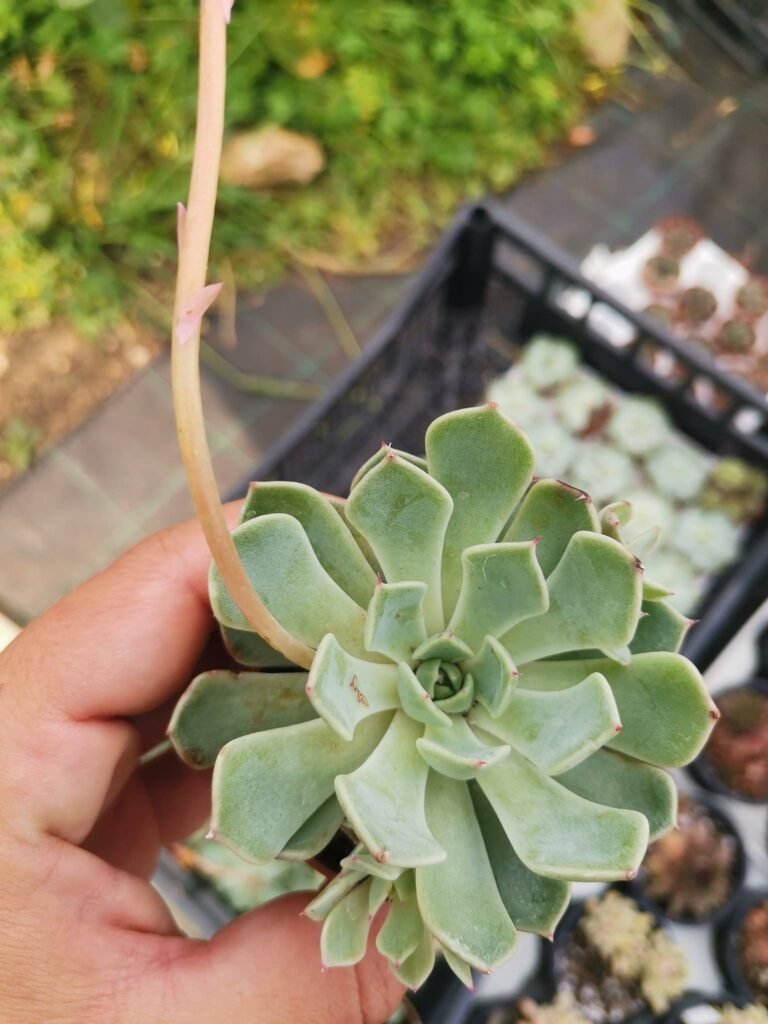 Echeveria Strictiflora Gray