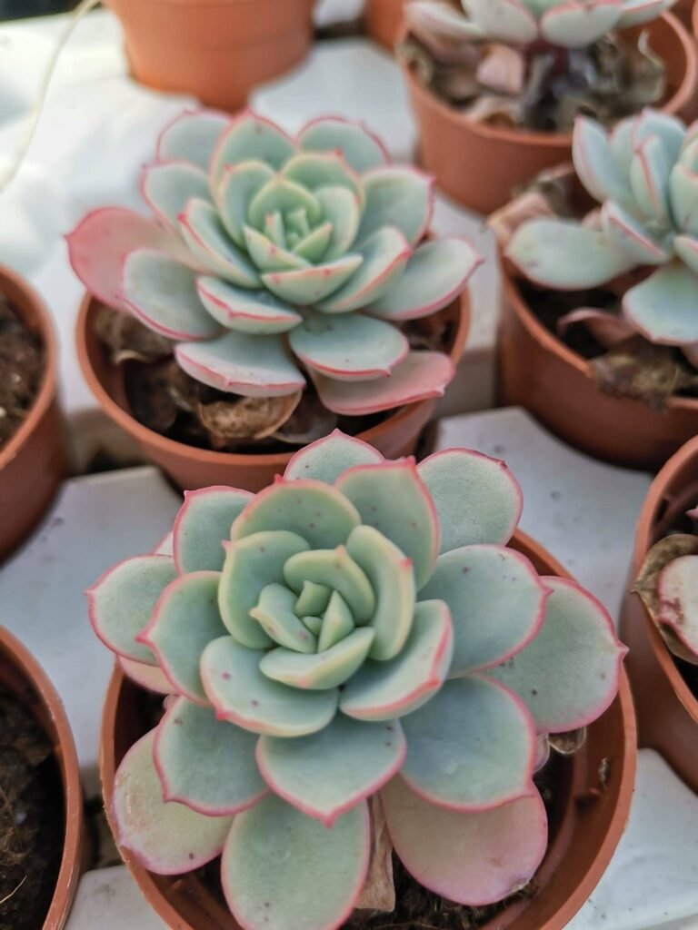 Echeveria Subcorymbosa Lau 026