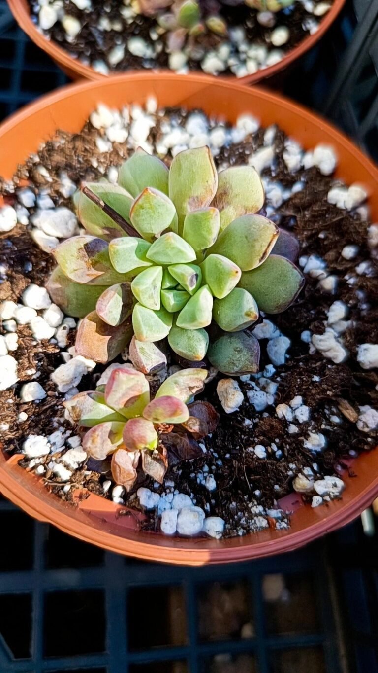 Echeveria Subcorymbosa lau 030