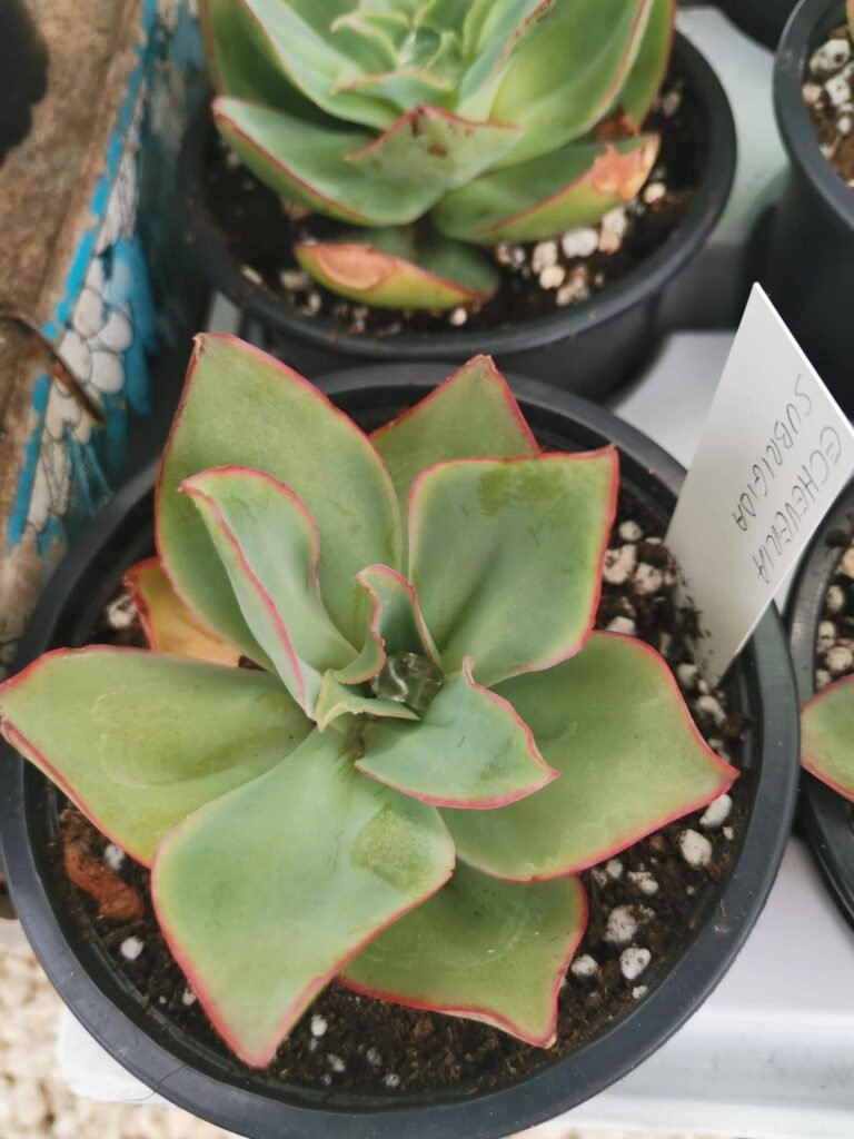 Echeveria Subrigida