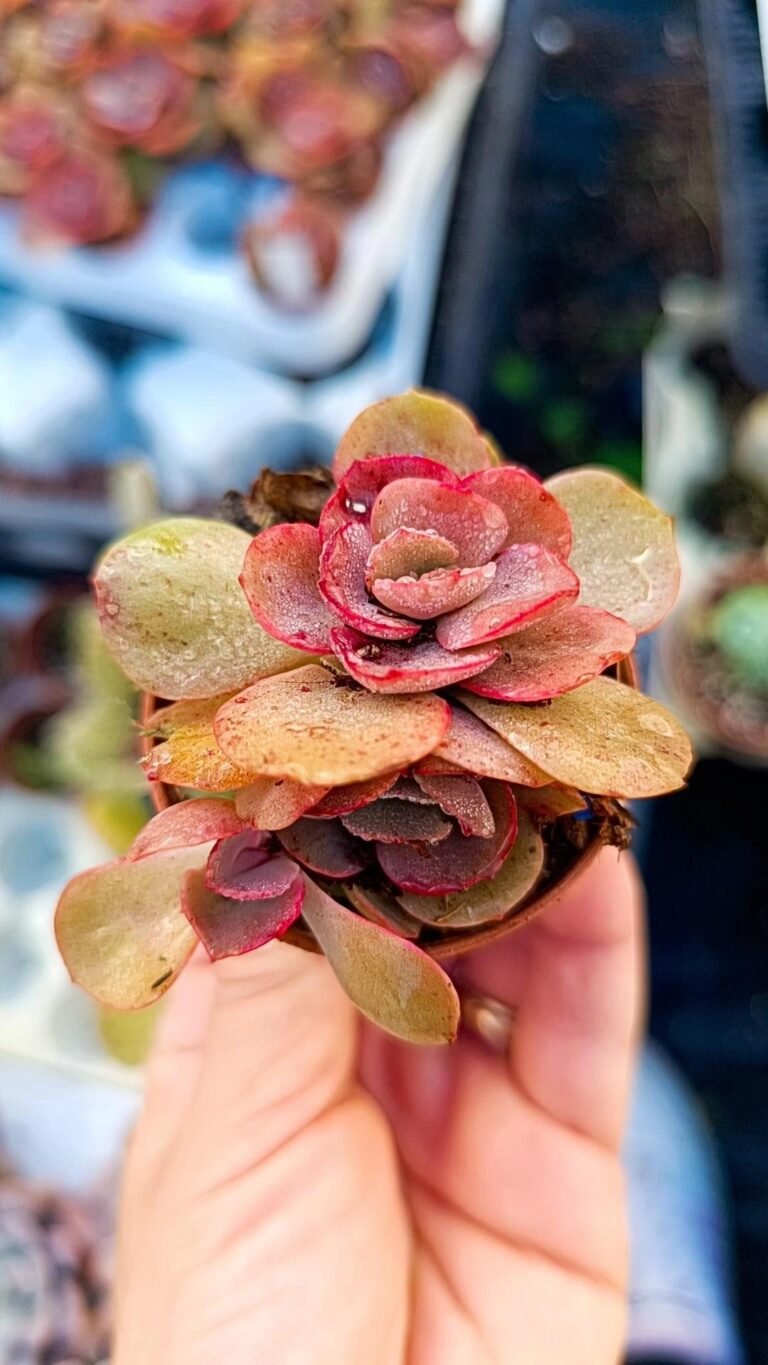 Echeveria Suyon