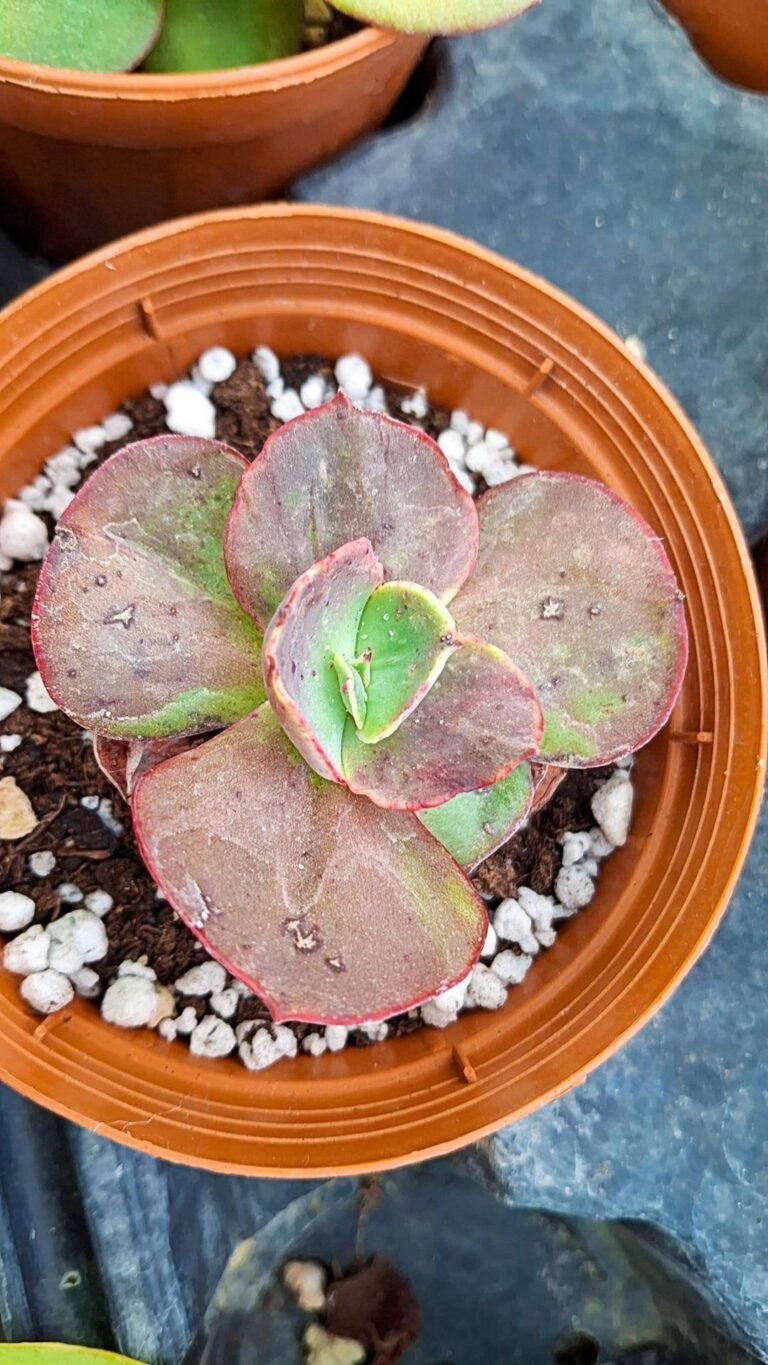 Echeveria Suyon
