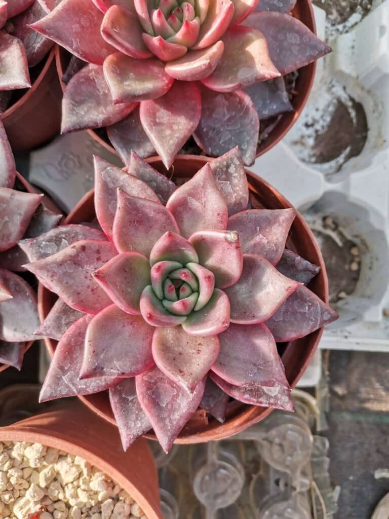 Echeveria Taurus