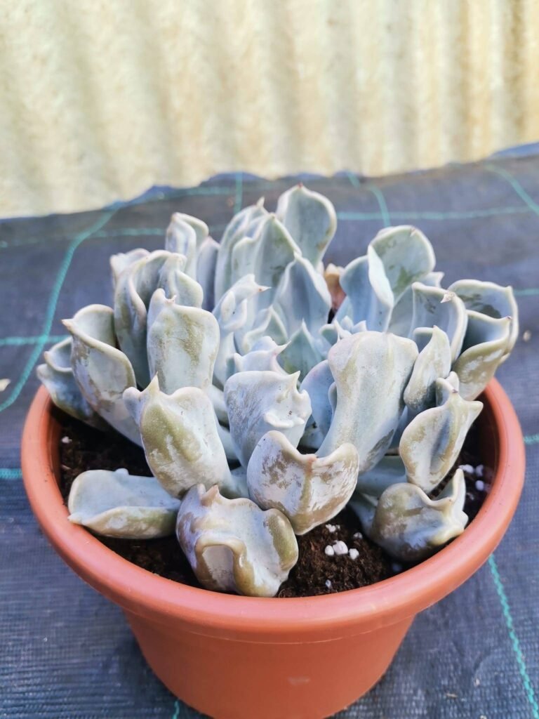 Echeveria Thriller Pearl