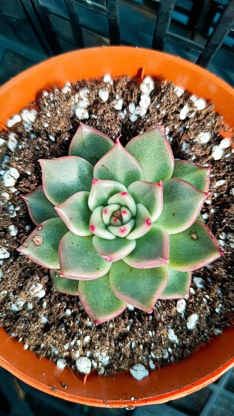 Echeveria tobarensis x agavoides
