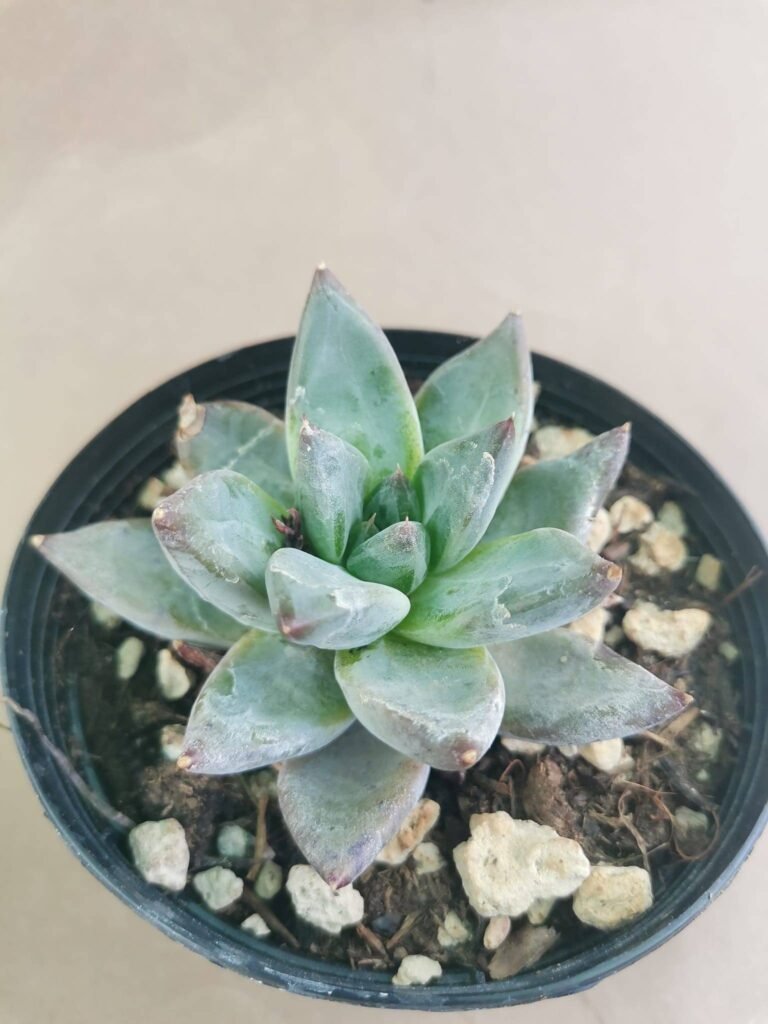 Echeveria Tremolo (ech. Tolimanensis x ech. Cortes) korean