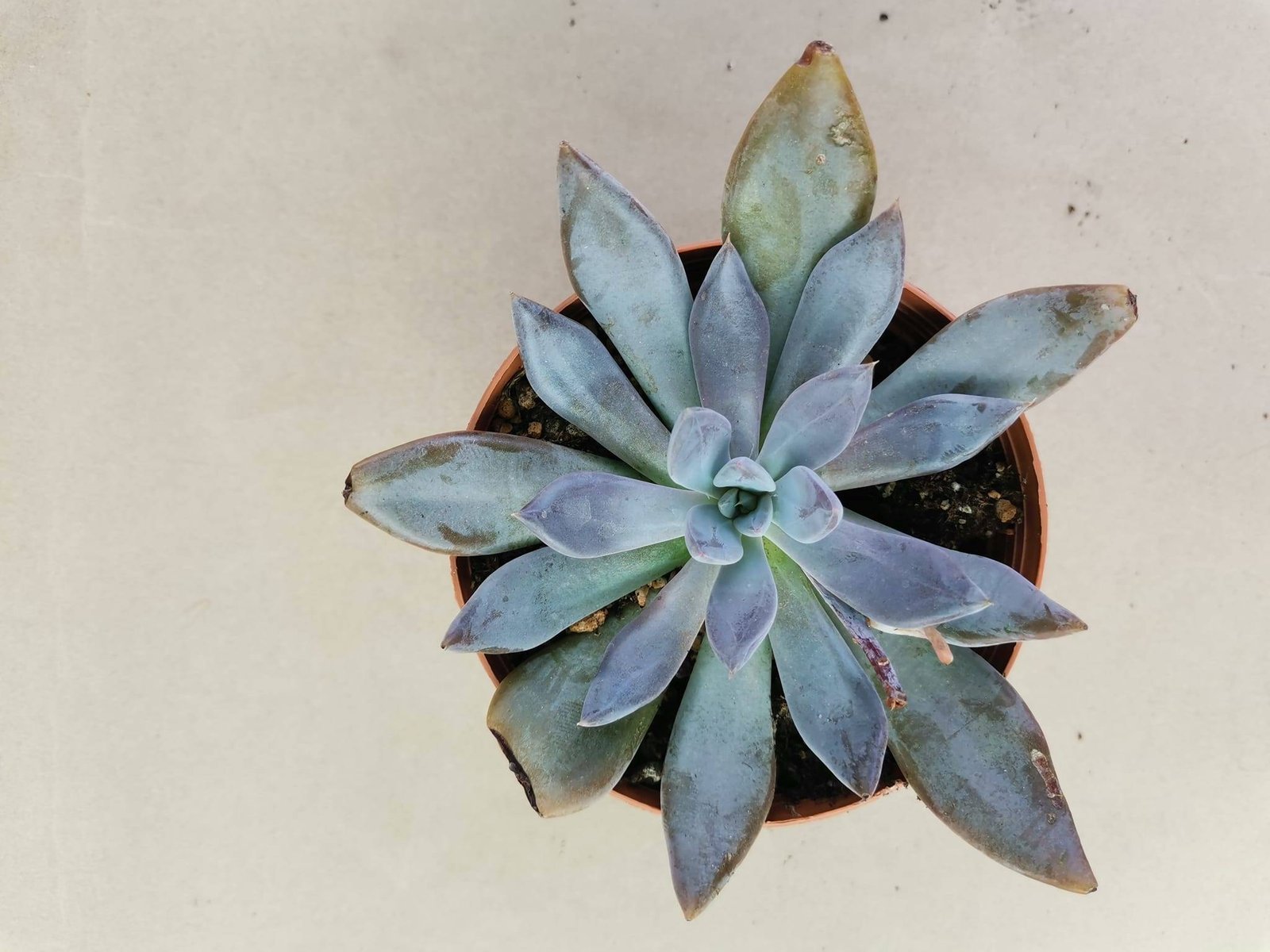 Echeveria Trianthina