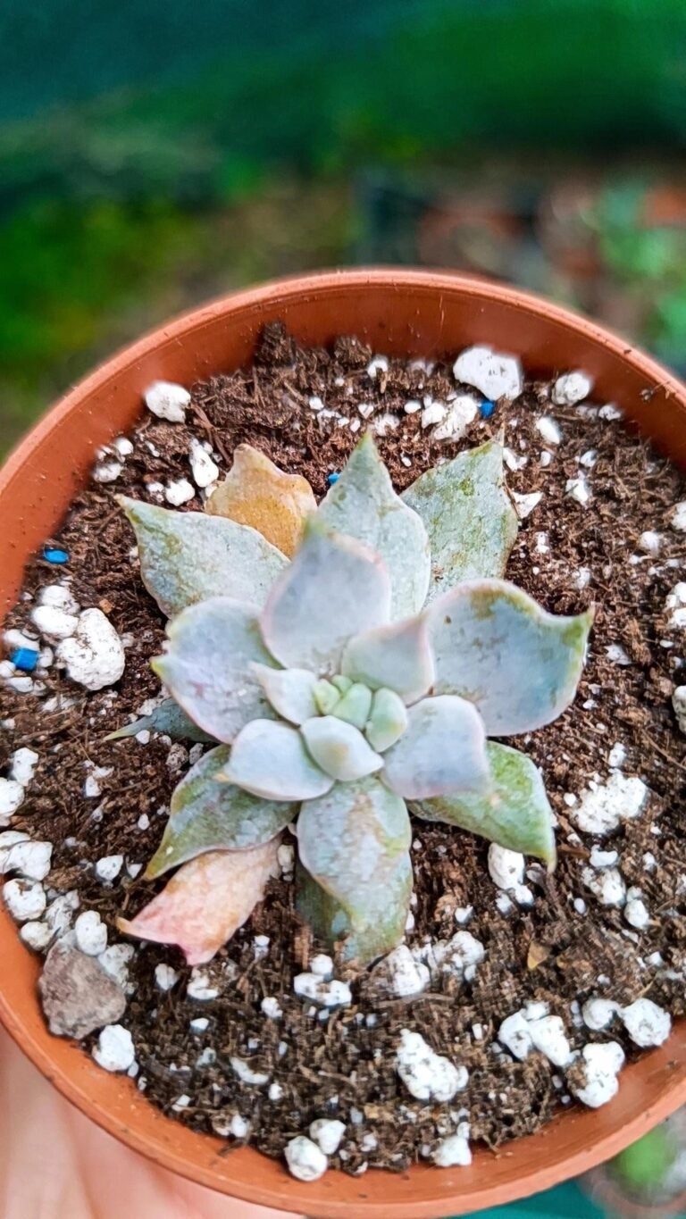 Echeveria vampire Variegata korean
