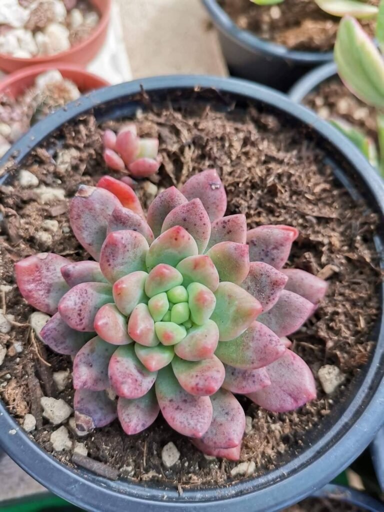 Echeveria Vienna