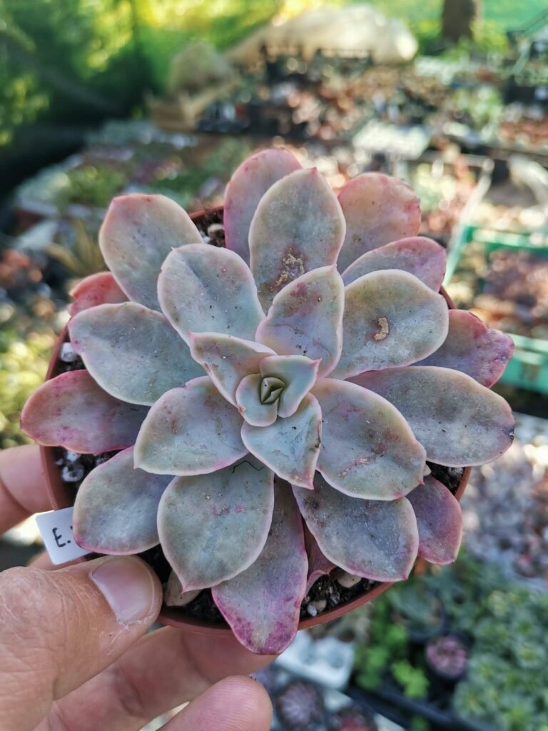 Echeveria Virosa