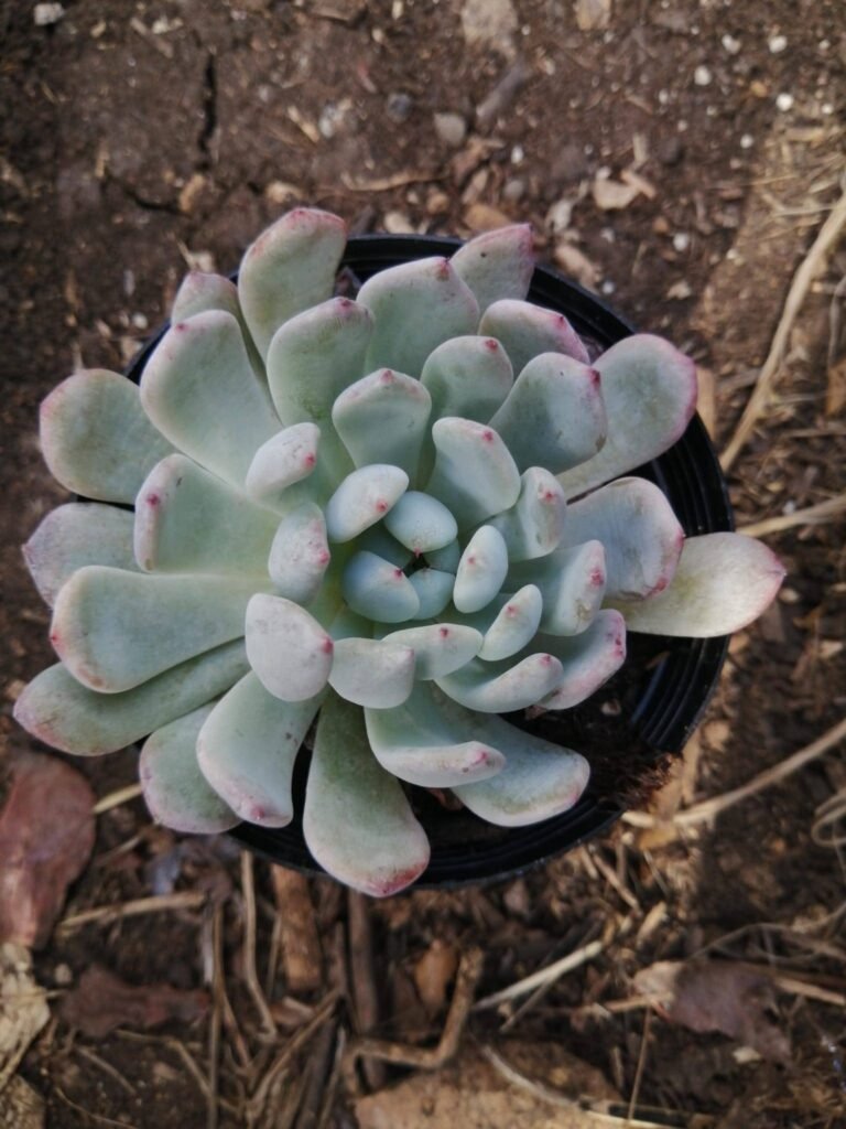 Echeveria Viyant