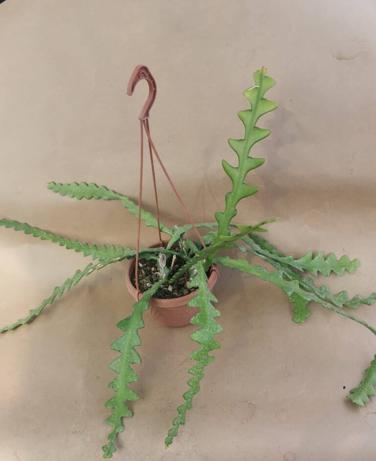 Epiphyllum Anguliger