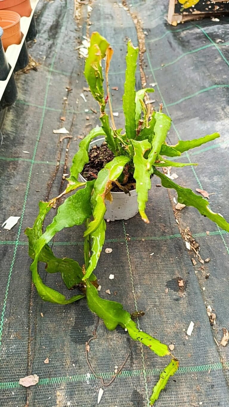 Epiphyllum anguliger Red oval