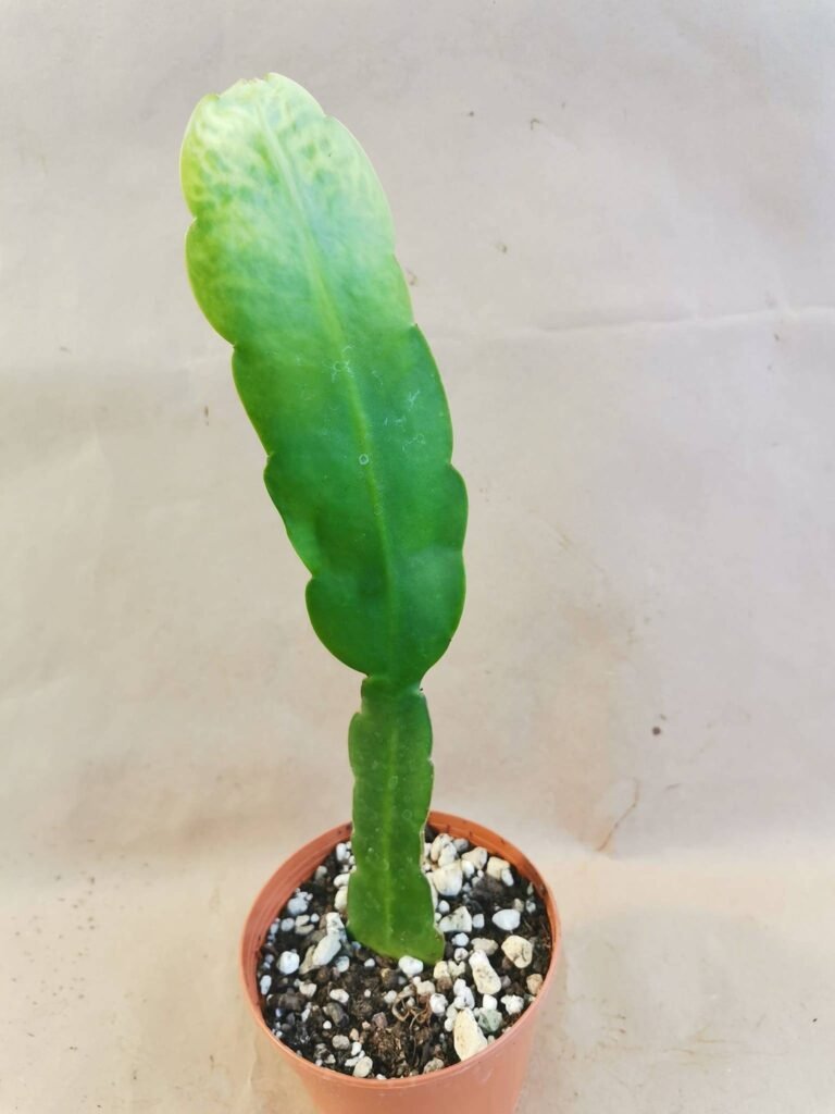 Epiphyllum fiore Bianco