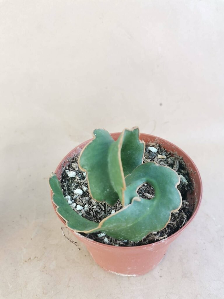 Epiphyllum Guatemalense Mostruosa