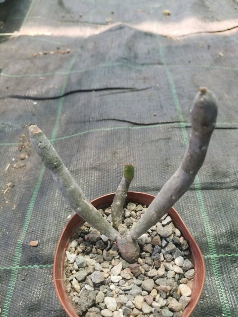Euphorbia Cedrorum Madagascar