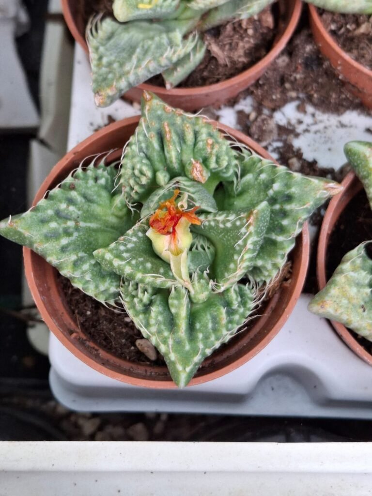 Faucaria felina subs turbeculosa