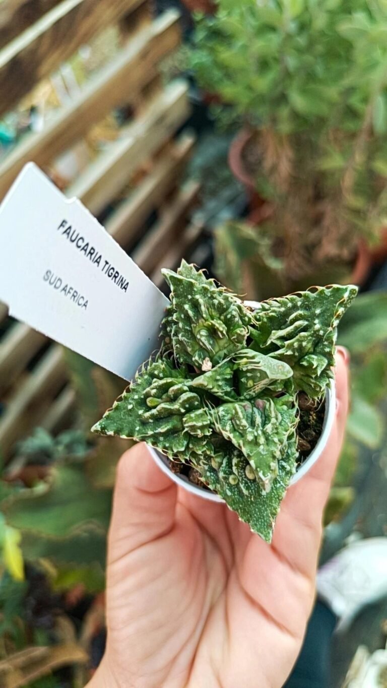 Faucaria Felina subs. Tuberculosa cv Super Warty