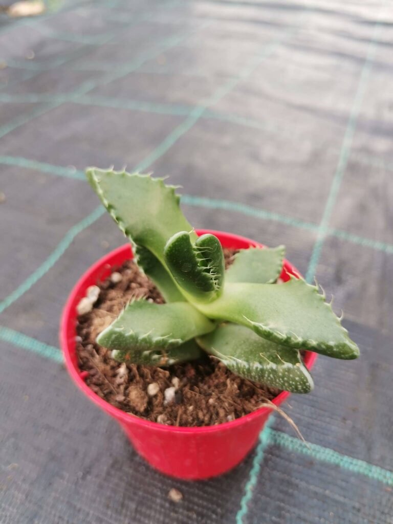 Faucaria mix