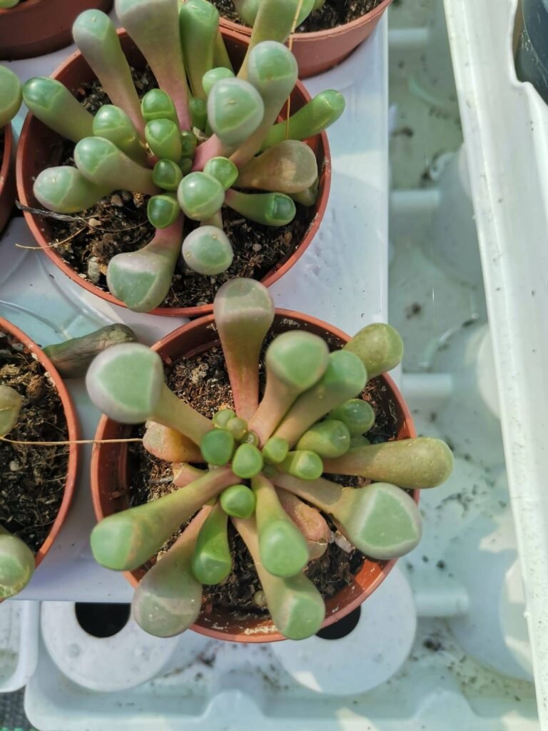 Fenestraria Aurantiaca