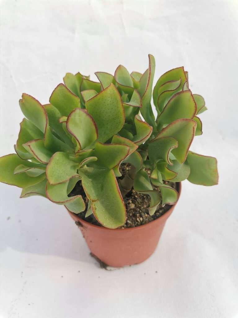 Crassula Arborescens Undulatifolia