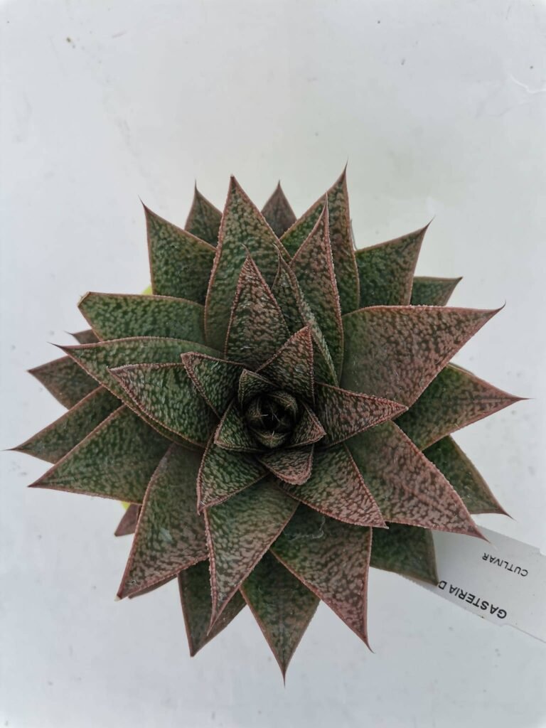 Gasteraloe D Due
