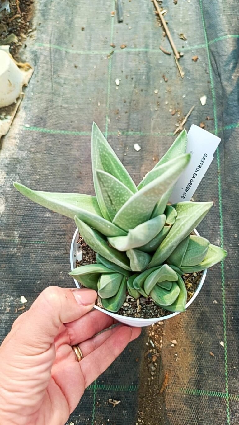 Gasteraloe Ice