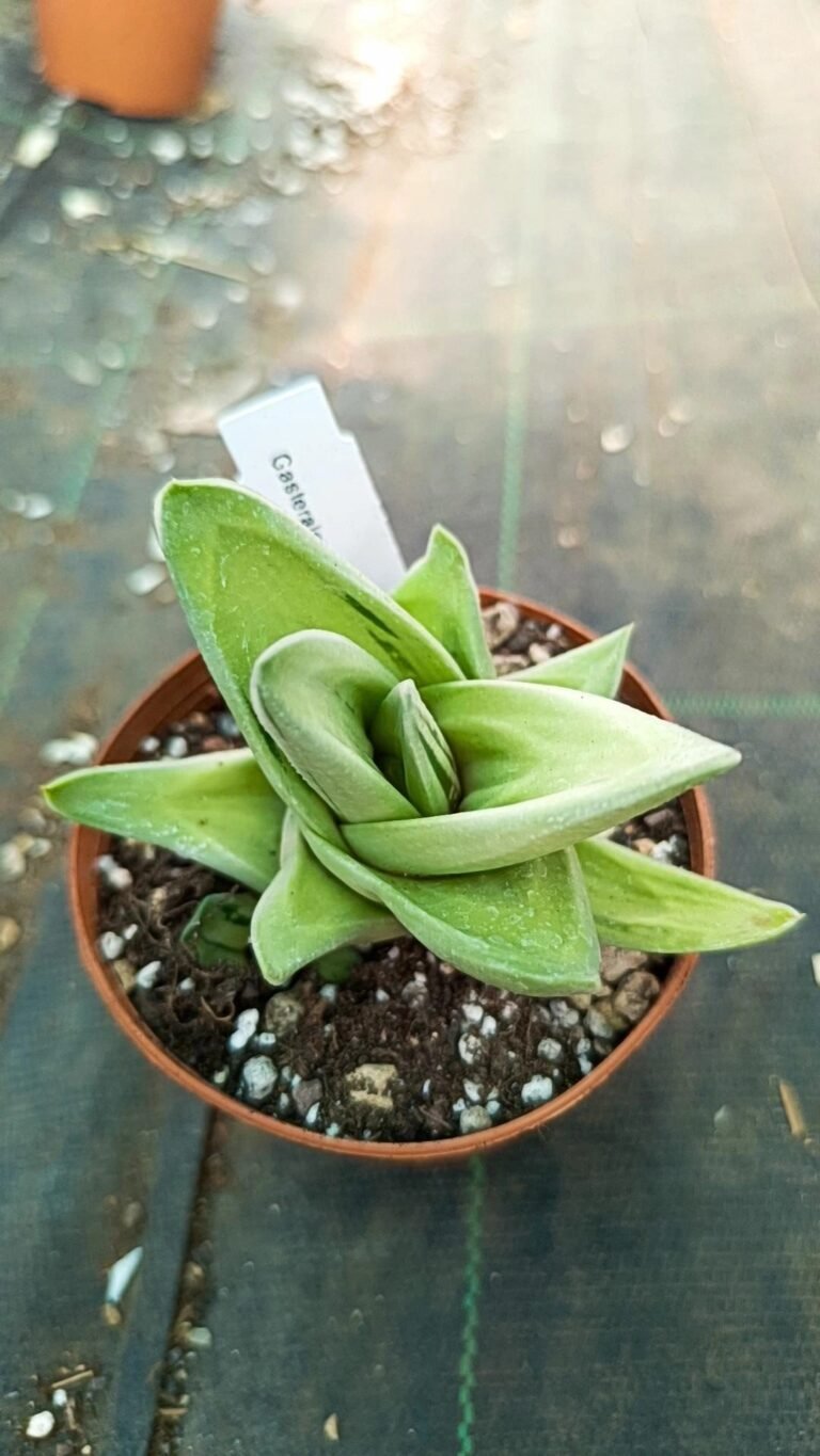 Gasteraloe Ice